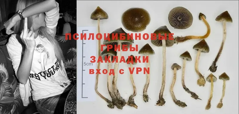 Псилоцибиновые грибы Psilocybine cubensis  кракен ССЫЛКА  Рассказово 